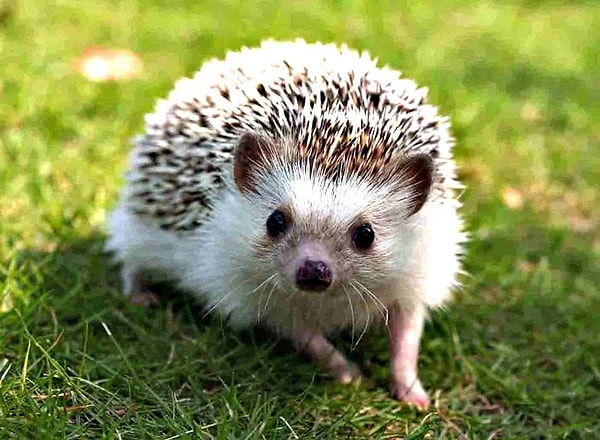 6. Звук [й] есть в слове...