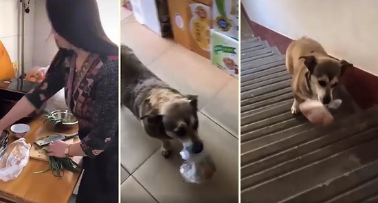 Evin Küçük Çocuğu Gibi Markete Yumurta Almaya Yollanan Köpek