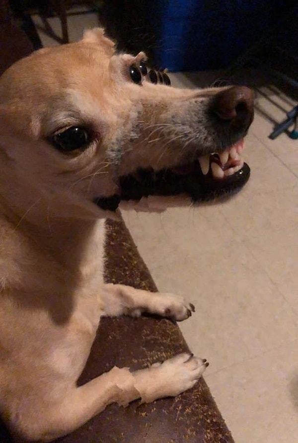 9. Бедное животное...