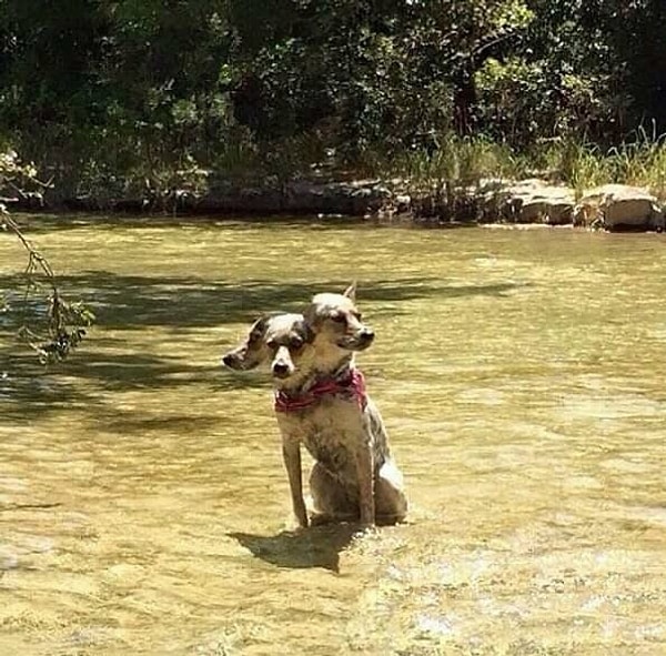 15. Трёхглавых собак вы точно ещё не видели...