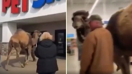 İnsanların Arasında Yürümeye Alışsın Diye 700 Kiloluk Deveyle Pet Shop'a Gelen Adam