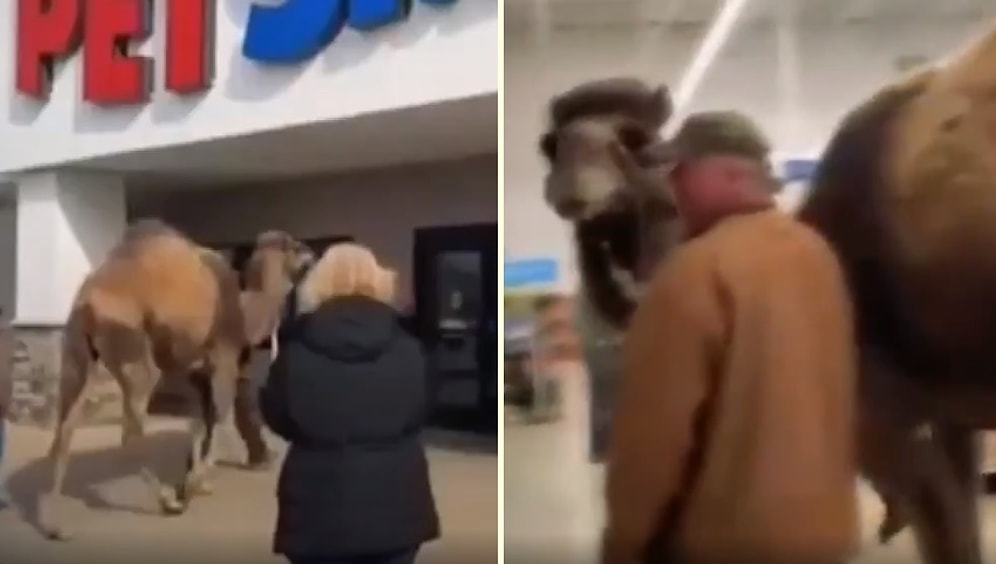 İnsanların Arasında Yürümeye Alışsın Diye 700 Kiloluk Deveyle Pet Shop'a Gelen Adam