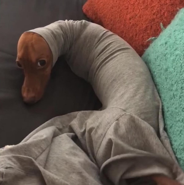 4. Этот виноватый взгляд...