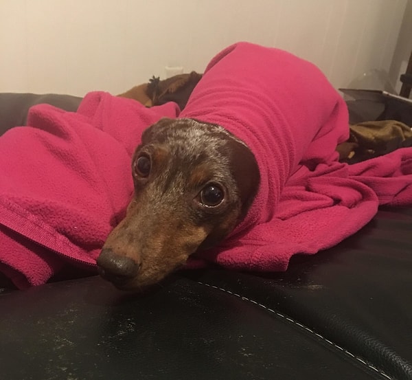 7. SOS, хозяин!