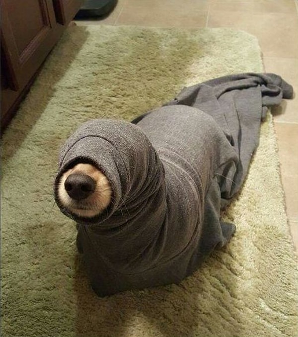 18. Собака превращается, превращается собака... в настоящего тюленя!