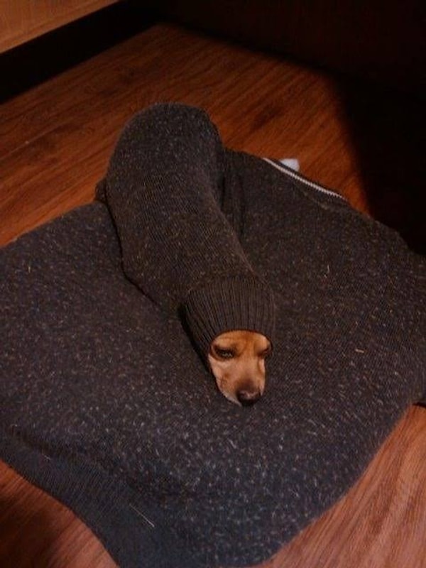 19. Хватит смеяться, Петросян, вытащи меня, наконец!