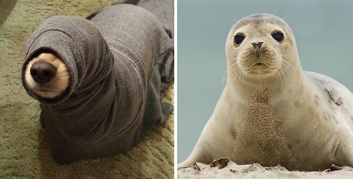 20 собак, застрявших в рукаве, которые сделают ваш день (даже понедельник)