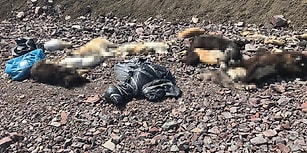 Ankara'da Bir Vahşet Daha: Onlarca Köpek Ölü Bulundu