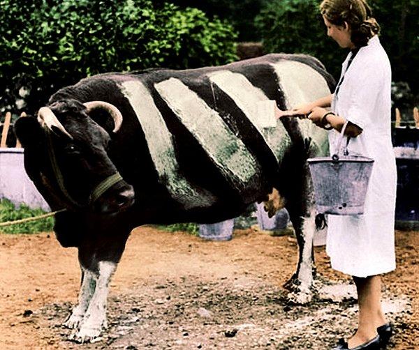 13. Büyük Britanya'da yaşanan elektrik kesintilerinde inekler karanlıkta görülmeleri için beyaz çizgilerle boyanıyordu, 1941
