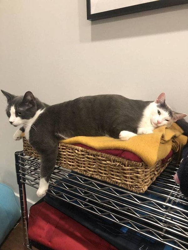 3. Котокот 🤣