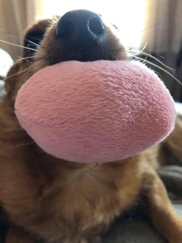 9. Плюшевый... язык 🤣