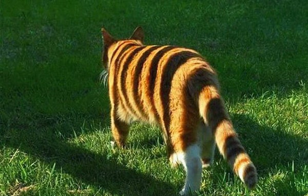 13. Осторожно! В городе тигры!