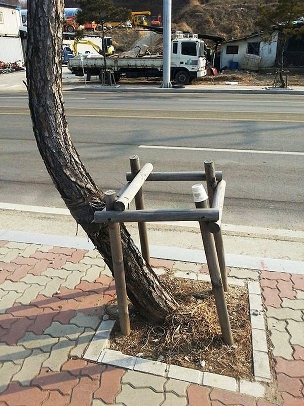 7. И дерево туда же