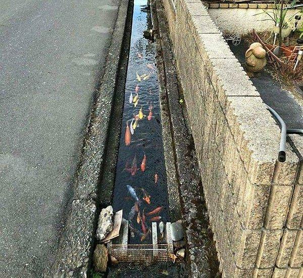 8. Japonya'daki temizliğin en güzel örneği de bazı boşaltma kanallarında balıkların yaşayabilmesi.