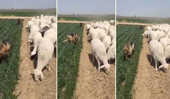 Yeni Mahsulü Koyunlardan Korumaya Çalışan Çoban Köpekleri