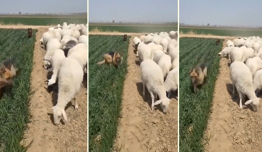 Yeni Mahsulü Koyunlardan Korumaya Çalışan Çoban Köpekleri