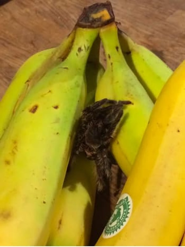 2. Аплодисменты этой находчивой жене, которая решила взбодрить своего муженька с помощью сброшенной тарантулом шкуры, позаимствованной из зоомагазина.