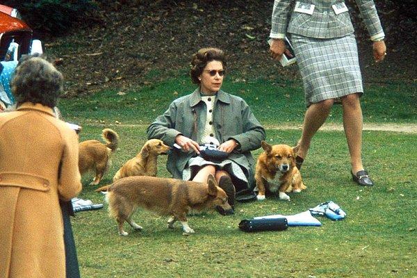 12. Kraliçe II. Elizabeth, hayatı boyunca otuzdan fazla Corgi cinsi köpek beslemiştir.
