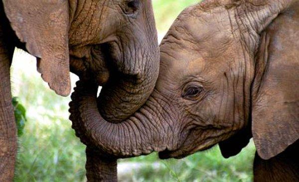 14. Zor zamanlar yaşanırken, filler birbirlerini hortumlarıyla okşayarak ve birlikte neşelenerek, birbirlerini rahatlatmaya çalışırlar.