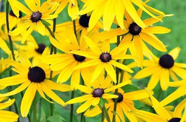 14. Как еще можно назвать топинамбур?