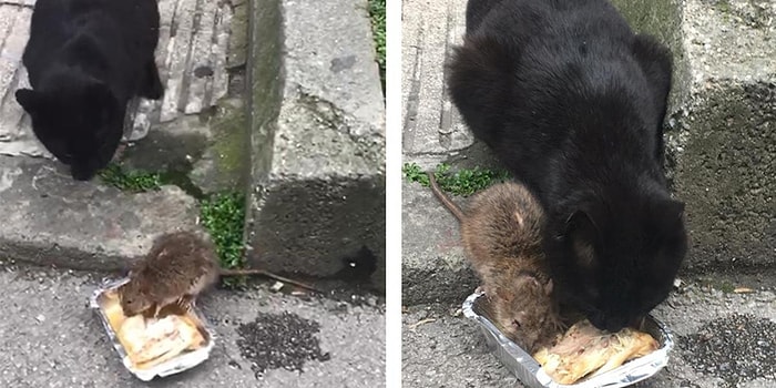 Beraber Aynı Kaptan Yemek Yiyen Kedi ve Farenin Muhteşem Dostluğu