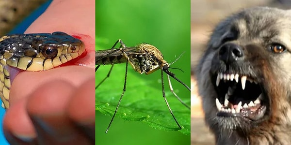 6. А что насчет братьев наших меньших? Какое из этих созданий чаще всего является причиной смертей?