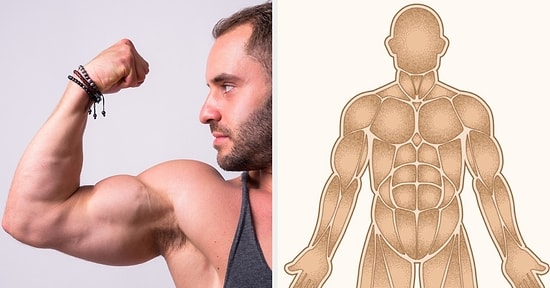 Анатомический тест: Как хорошо вы знаете свои мышцы?