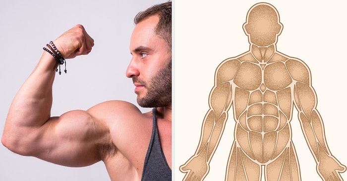 Анатомический тест: Как хорошо вы знаете свои мышцы?