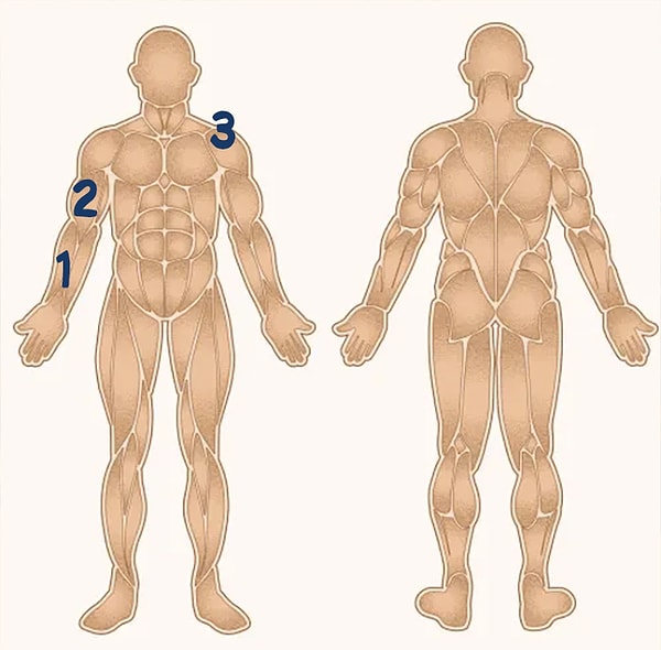 2. А двуглавая мышца плеча?