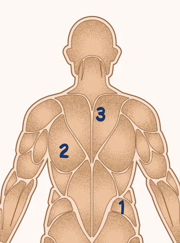 7. А в данном случае трапециевидная мышца находится под цифрой...