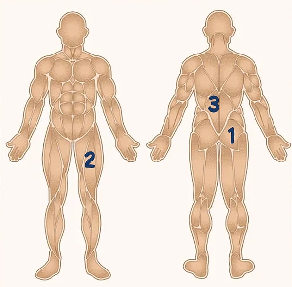 4. Какая цифра находится там, где должна быть большая ягодичная мышца?