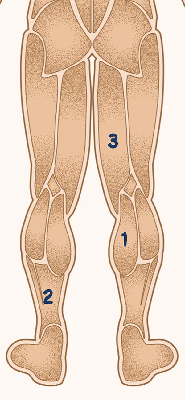 8. Что насчет камбаловидной мышцы?