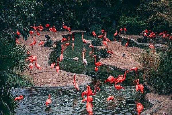 20. Flamingoların bacaklarındaki kıvrılan nokta bir diz değil, bilektir.