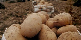 Patates İçin Yeni Kararname: Sıfır Gümrük Vergisi Uygulaması Uzatıldı