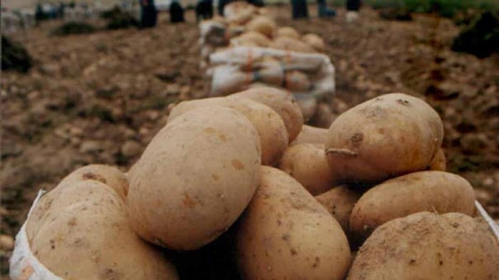 Patates İçin Yeni Kararname: Sıfır Gümrük Vergisi Uygulaması Uzatıldı