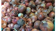 Marketlerdeki Kanserojen Maddeli Soğanlar Hayatımızı Nasıl Tehlikeye Atıyor?