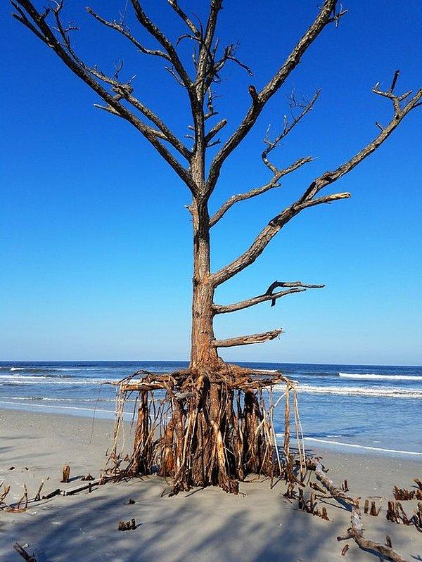 18. Irma Kasırgası, Florida'danın Talbot Adası Eyalet Parkı'ndaki bu çam ağacının köklerini koruyan kumulları aşındırdı.