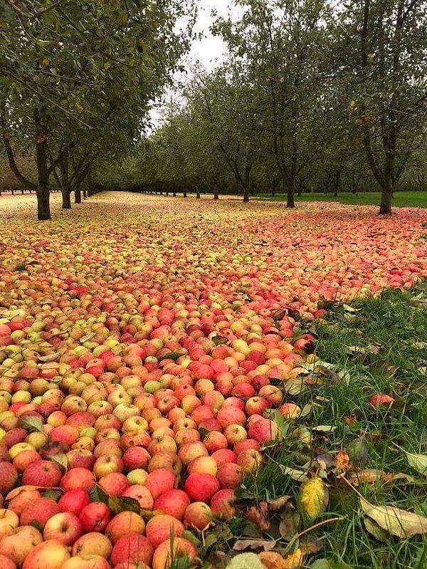 19. İrlanda'da Ophelia Kasıgası'ndan sonra dökülen elmalar.
