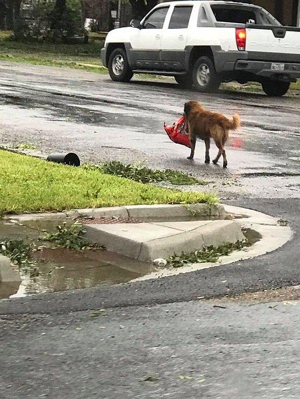 22. Harvey Kasırgası'ndan sonra diğer dostlarına mama taşıyan bir köpek.