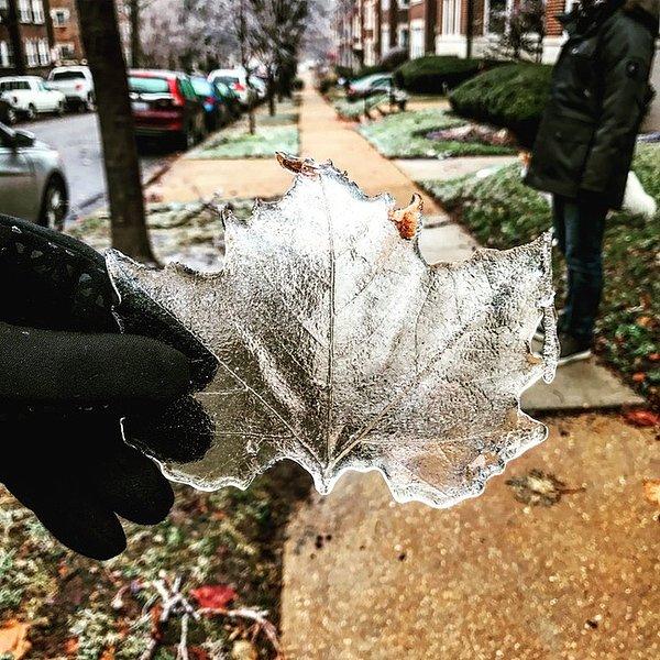 26. St. Louis'de bir buz fırtınasından sonra oluşan bir buz yaprağı.