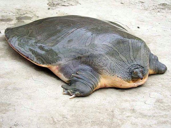 1. Yumuşak kabuklu Cantor kaplumbağası.