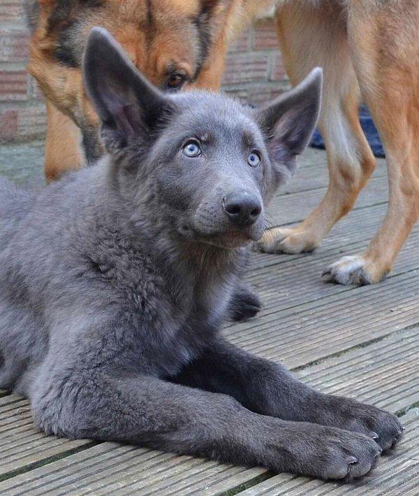 3. Mavi Alman çoban köpeği.