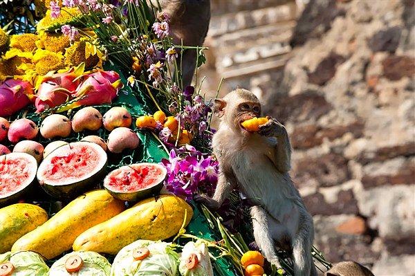 14. Maymun Büfesi Festivali, Tayland