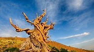 Bu Fotoğraflardaki Ağaçlardan Hangisi Daha Yaşlı?