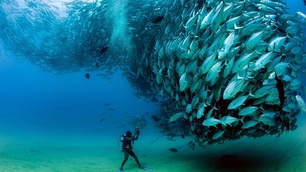 2. А какого цвета, по-вашему, должен быть идеальный подводный мир?