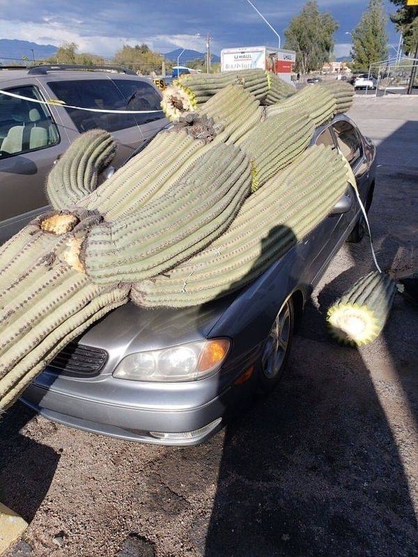 7. Вниманию всех отдыхающих: остерегайтесь падающих кактусов. 🌵