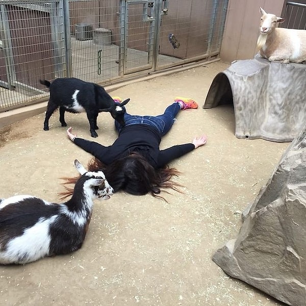 10. Скоропостижная кончина в контактном зоопарке в Сан-Диего (США). Козочки в недоумении.