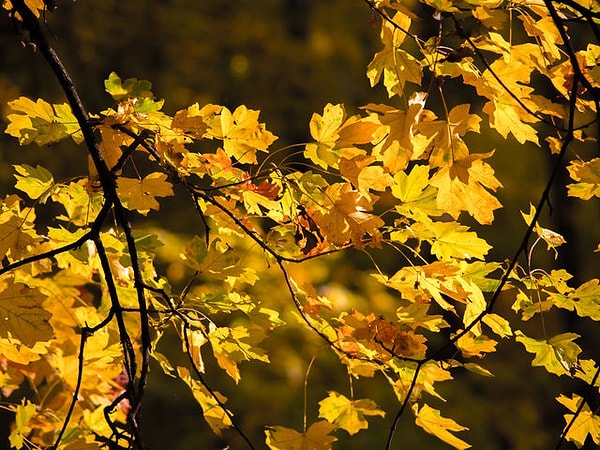 2. Выберите месяц, в который вы родились