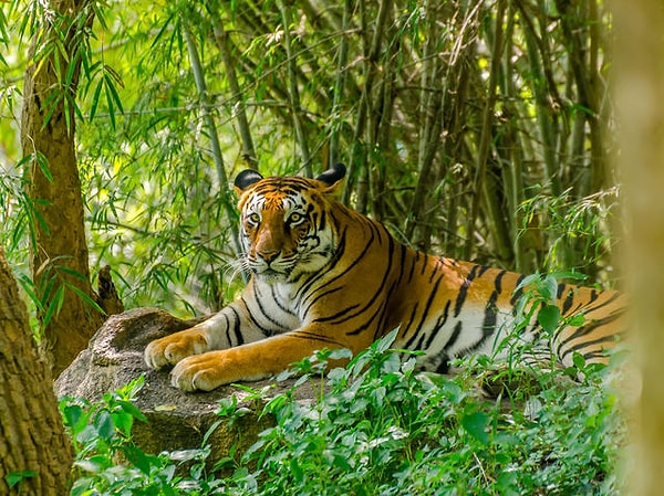 Вы независимы!