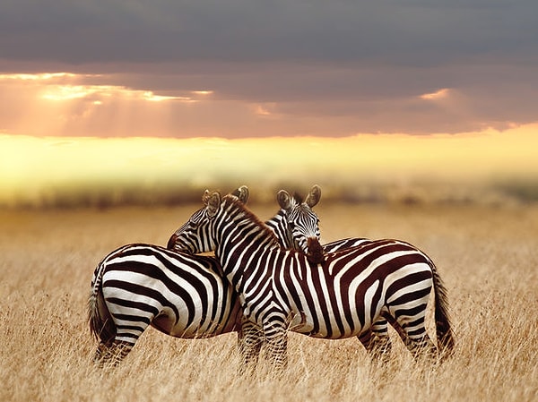 Вы интеллектуал!